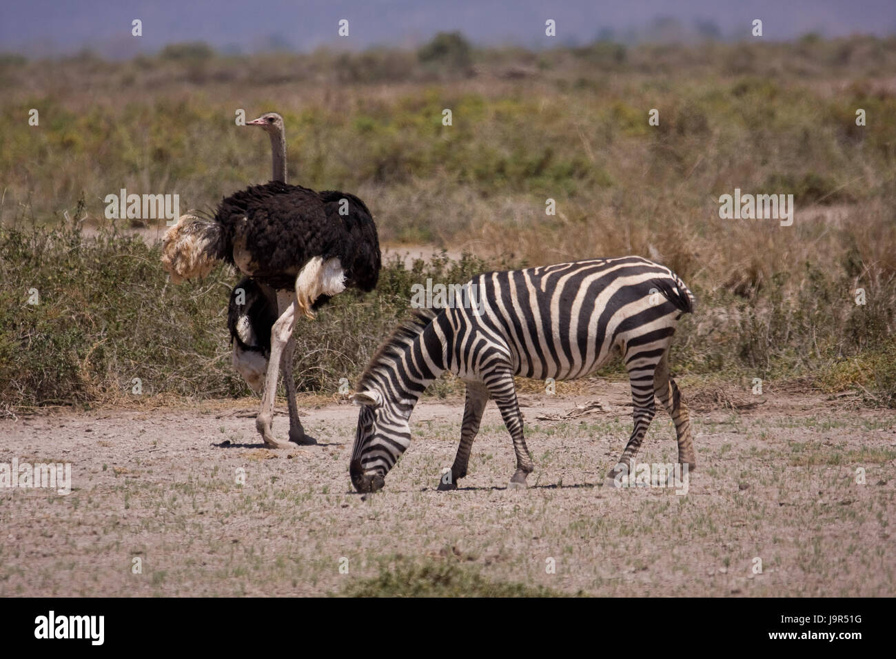 national park, africa, kenya, zebra, wildlife, safari, ostrich, tanzania, Stock Photo