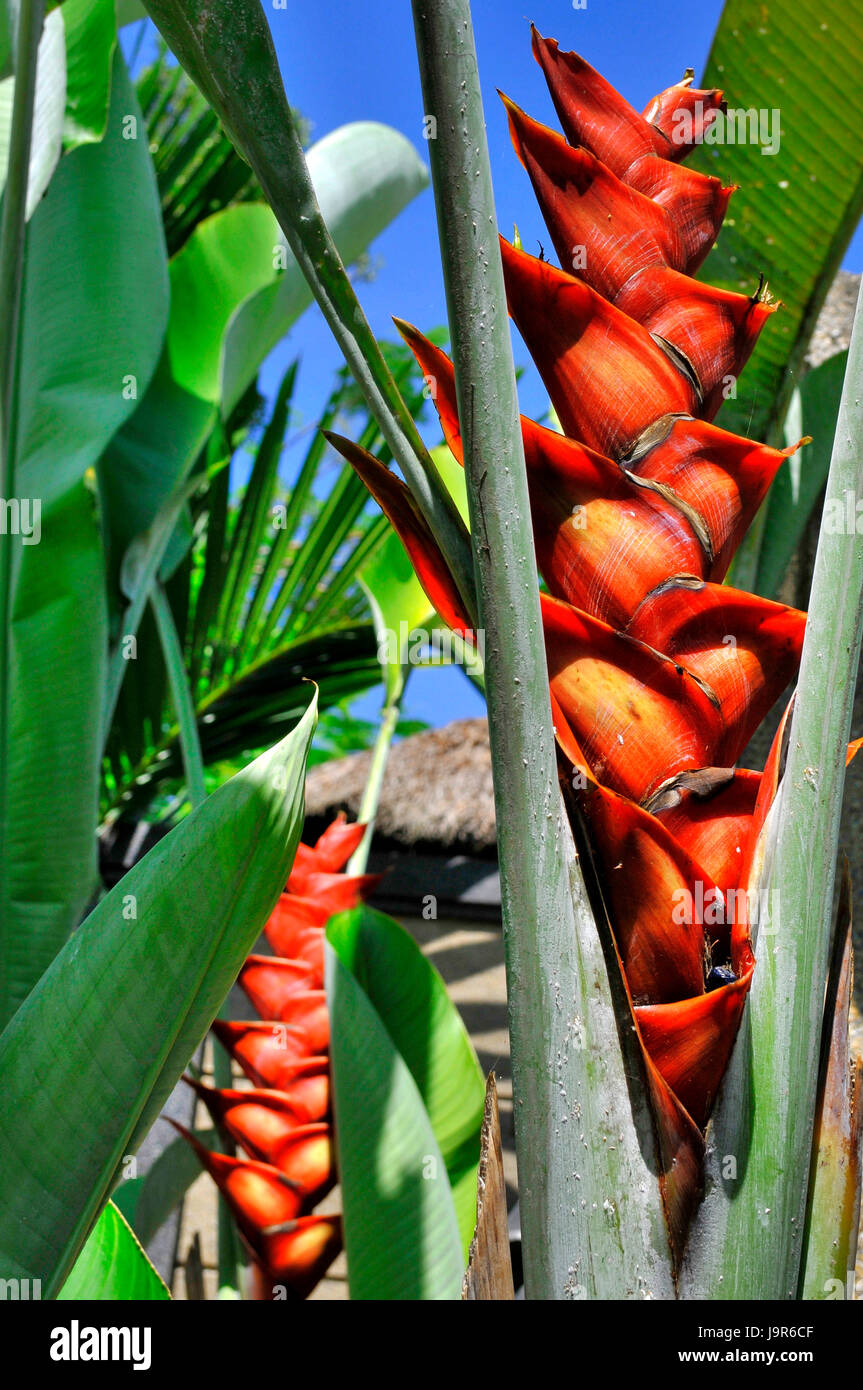 Portrait view of Heliconia flowers in Bali, Indonesia Stock Photo