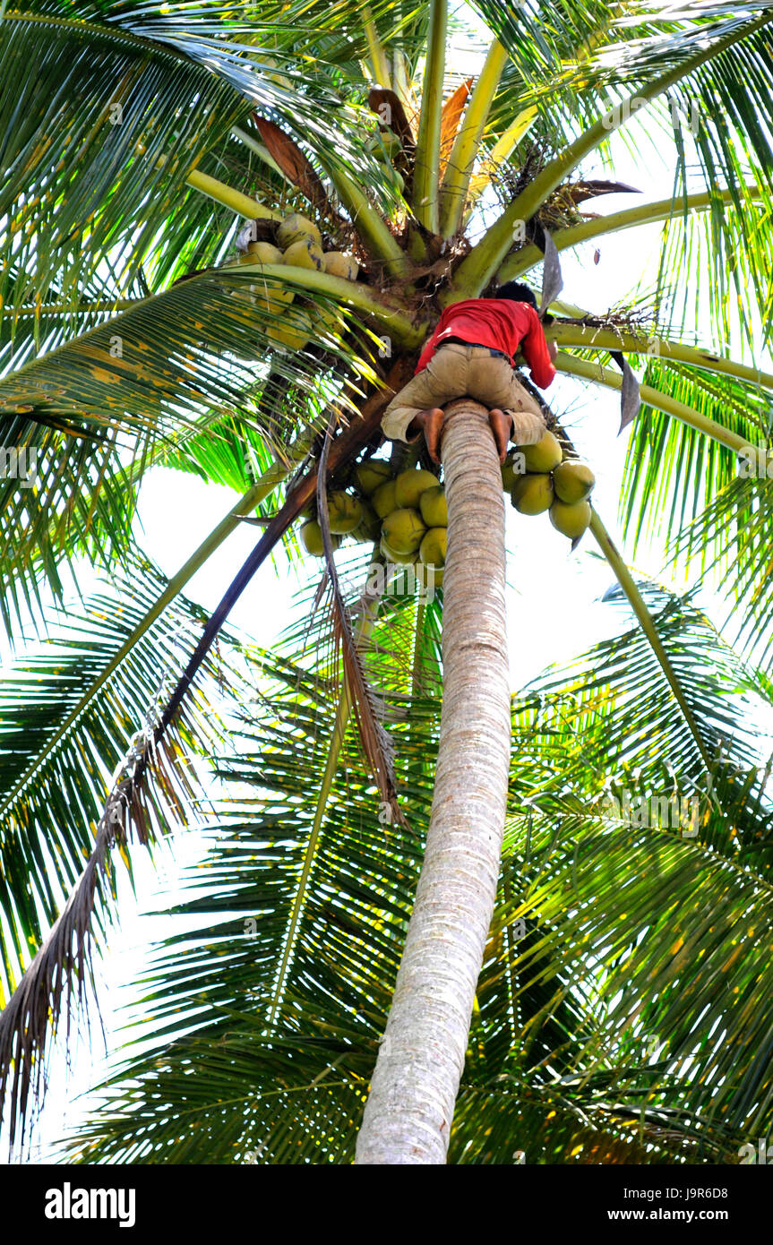 A Balinese man with red shirt, cutting coconuts from the top of a palm tree. Stock Photo
