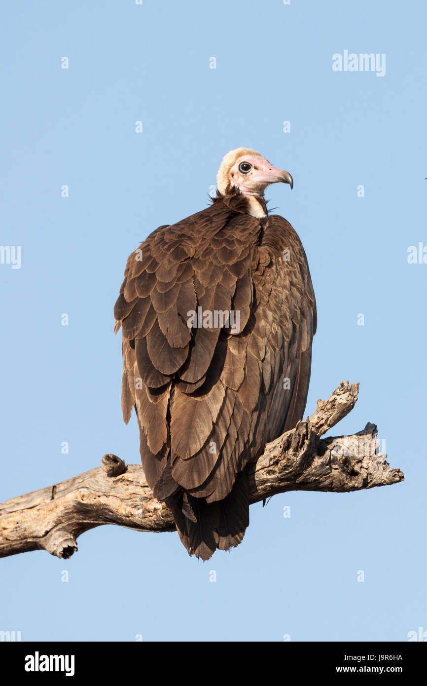 wild, tree, trees, animal, bird, wild, africa, birds, raptor, birds of ...