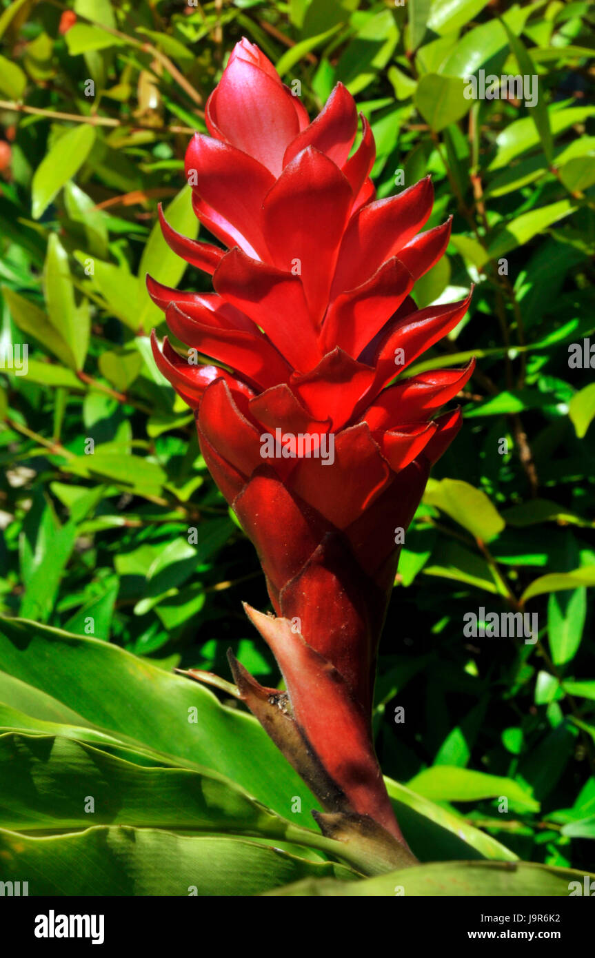 Portrait view of Heliconia flowers in Bali, Indonesia Stock Photo