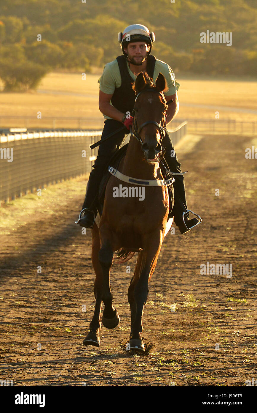 Thoroughbred horse training at a West Australian stud farm. Stock Photo