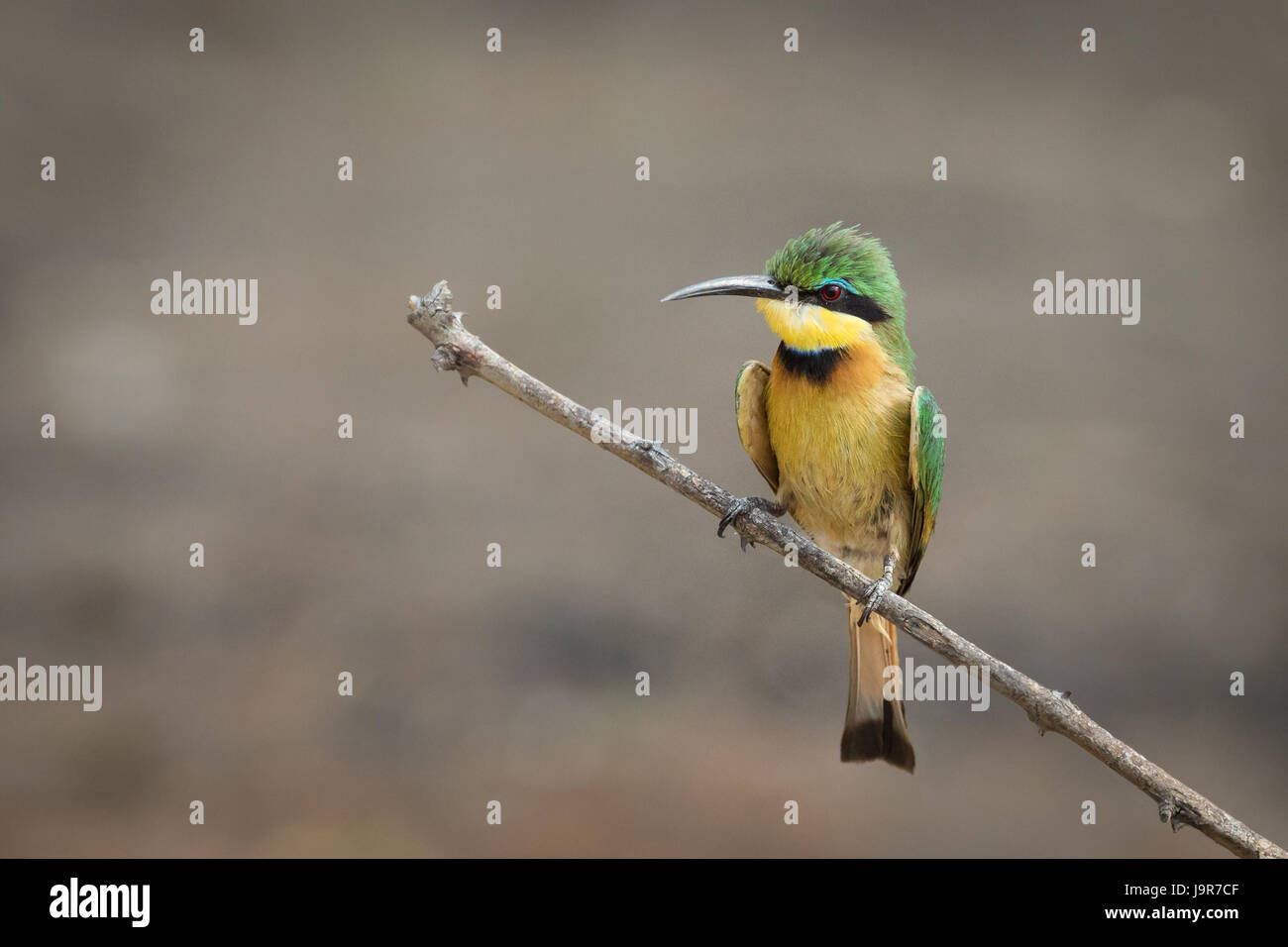 portrait of a little bee-eater, taken at Chobe River, Botswana, uniform background Stock Photo