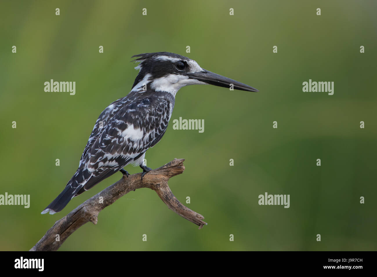 Pied kingfisher portrait on a green background Stock Photo