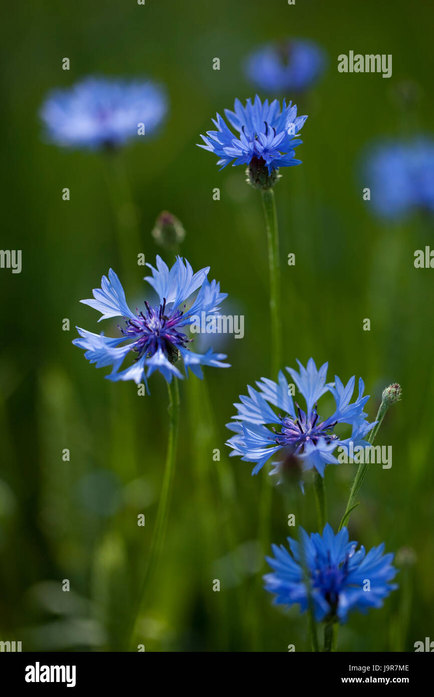 blue, flower, plant, weed, bluebottle, cornflower, blue, macro, close-up, macro Stock Photo