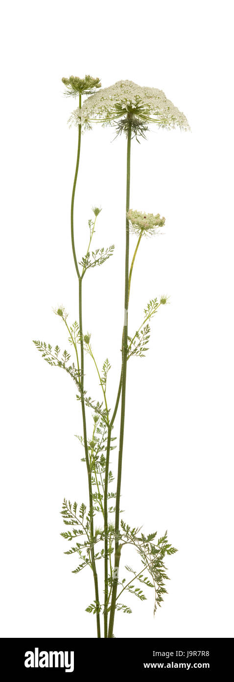 leaf, flower, plant, stalk, stem, herb, white, leaf, macro, close-up, macro Stock Photo