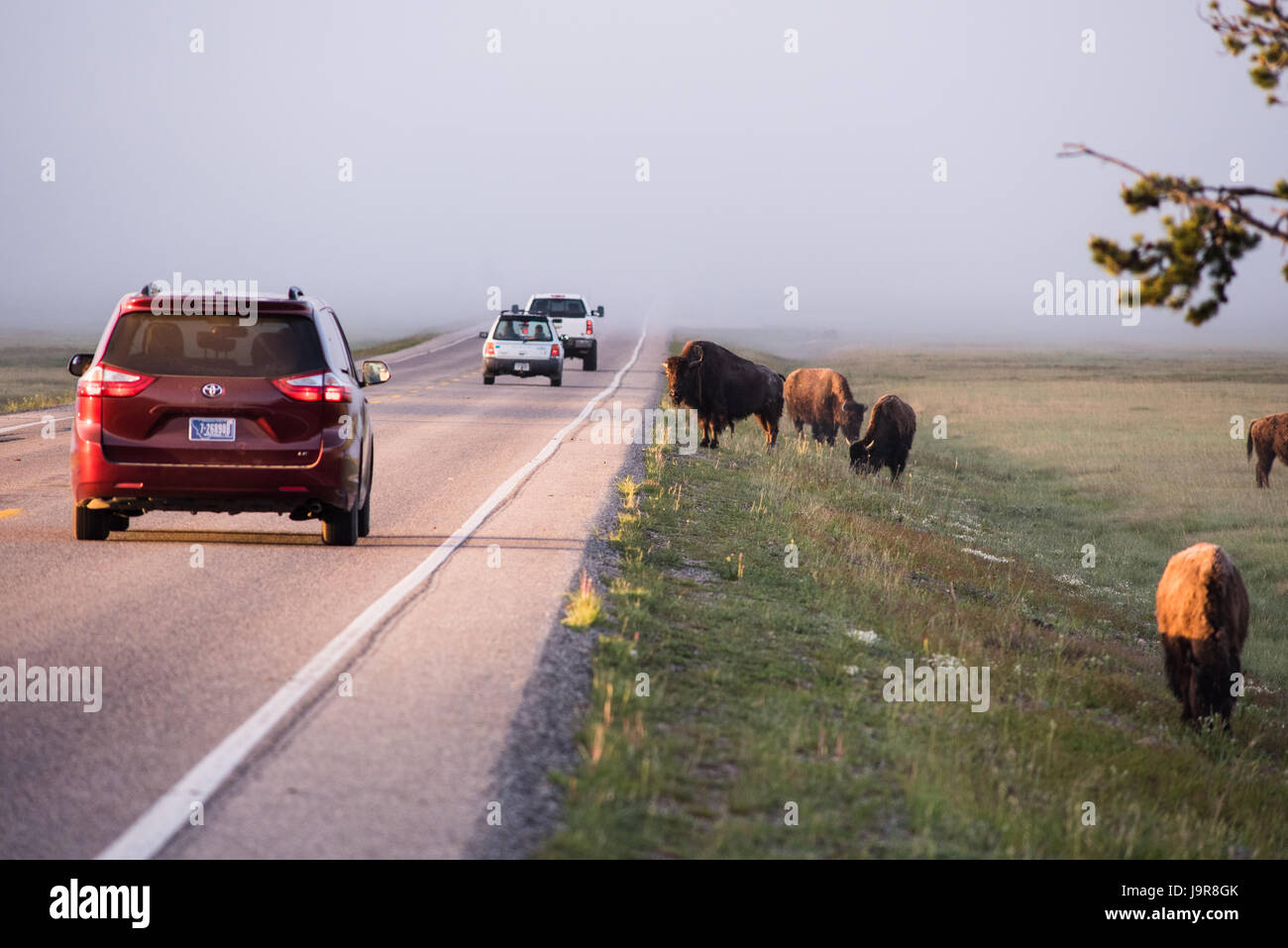 Cars pause to view a herd of bison by the roadside, in the morning mist. Yellowstone National Park. Stock Photo