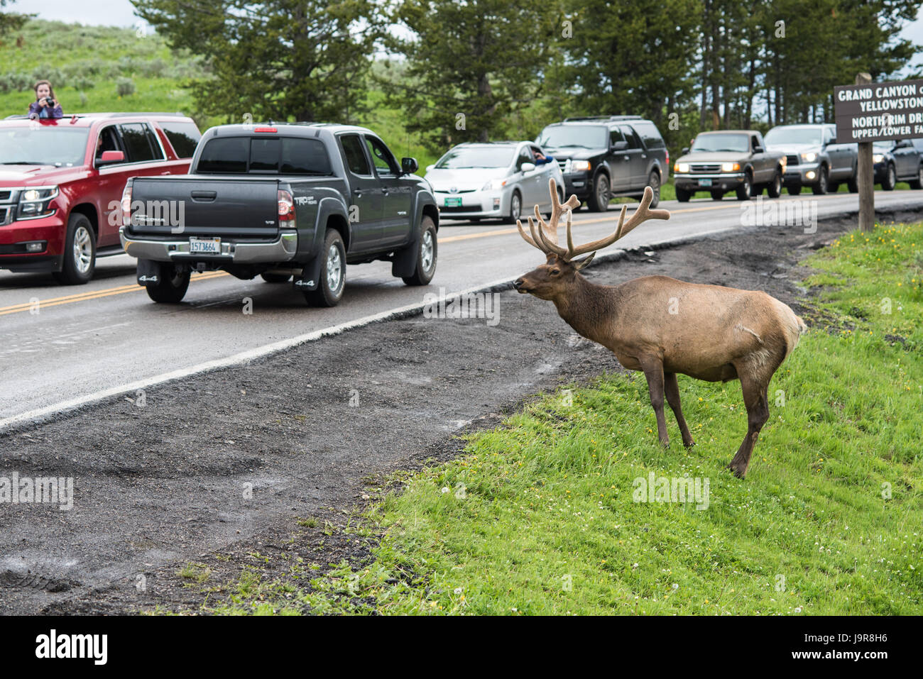 A male elk with antlers approaches a roadway in Mammoth Hot Springs, at Yellowstone National Park. Stock Photo