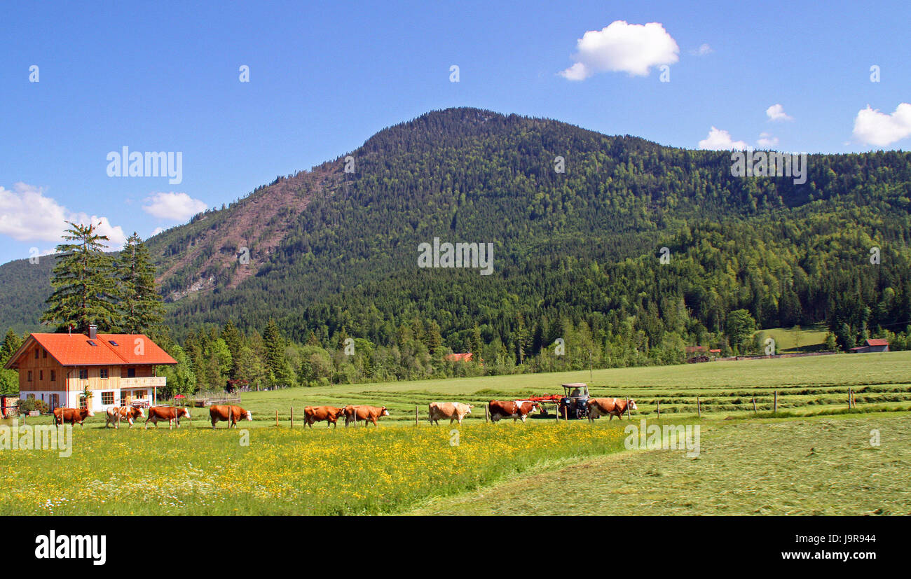 agrarian, agriculture, farming, meadows, countrymen, cows, agrarian ...