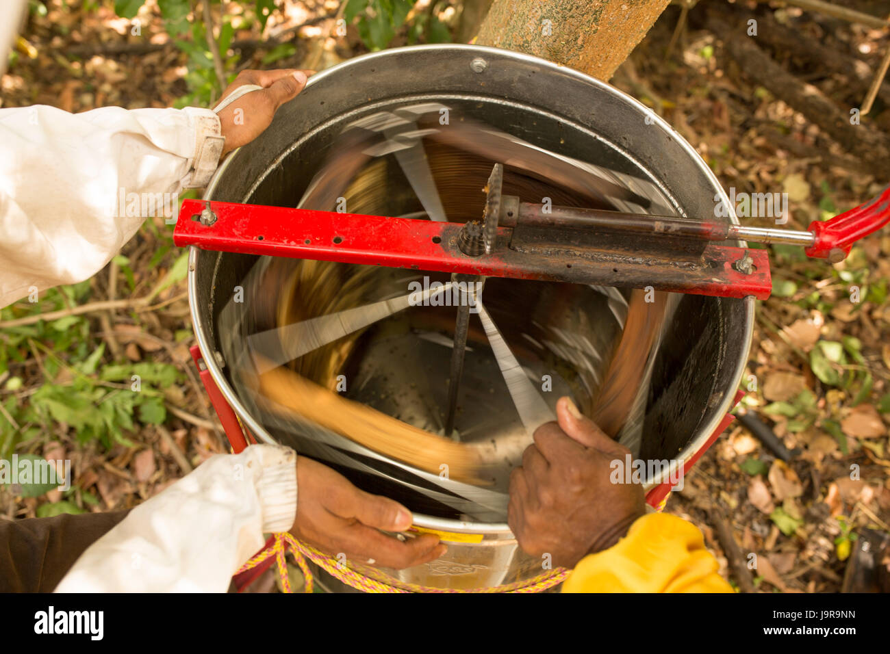 Centrifugal force is used to manually extract honey from honey frames by farmers in Léon Department, Nicaragua. Stock Photo