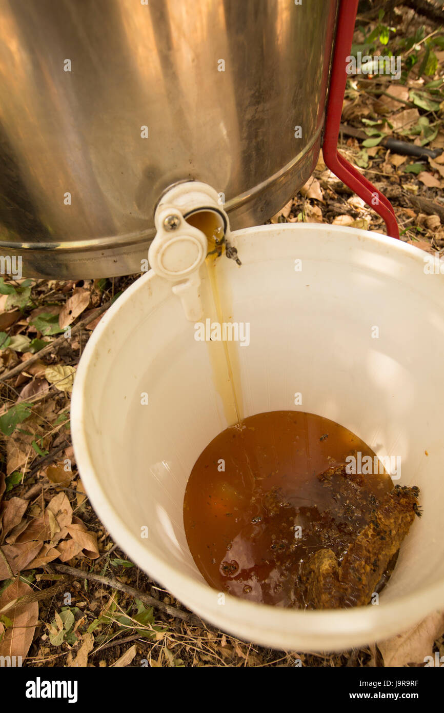 Freshly-harvested honey is extracted by farmers in Léon Department, Nicaragua. Stock Photo