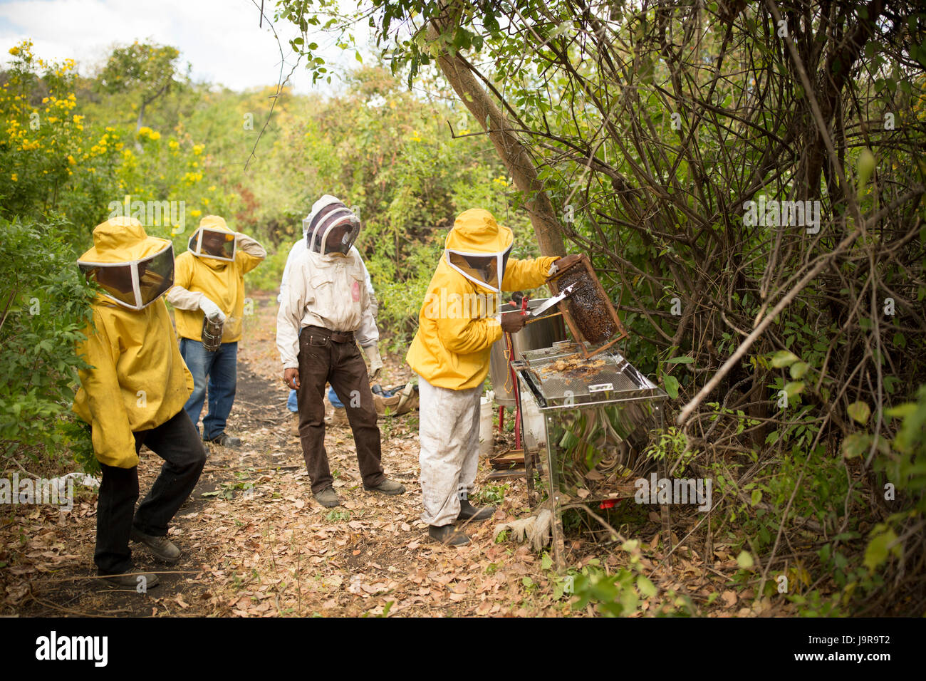Freshly-harvested honey is extracted by farmers in Léon Department, Nicaragua. Stock Photo