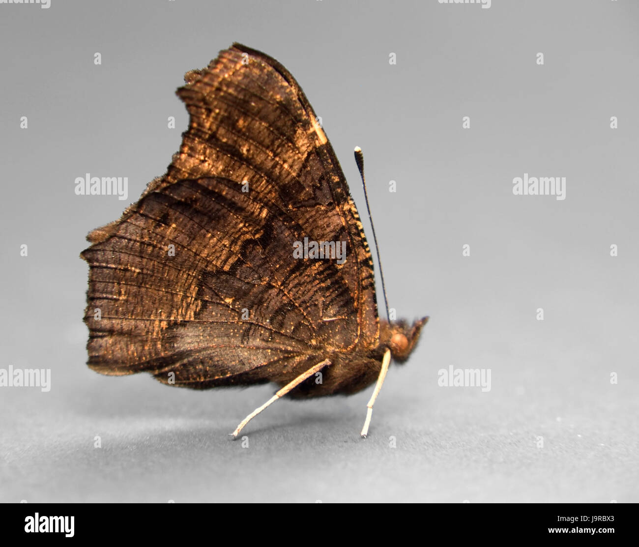 brown butterfly sideways Stock Photo