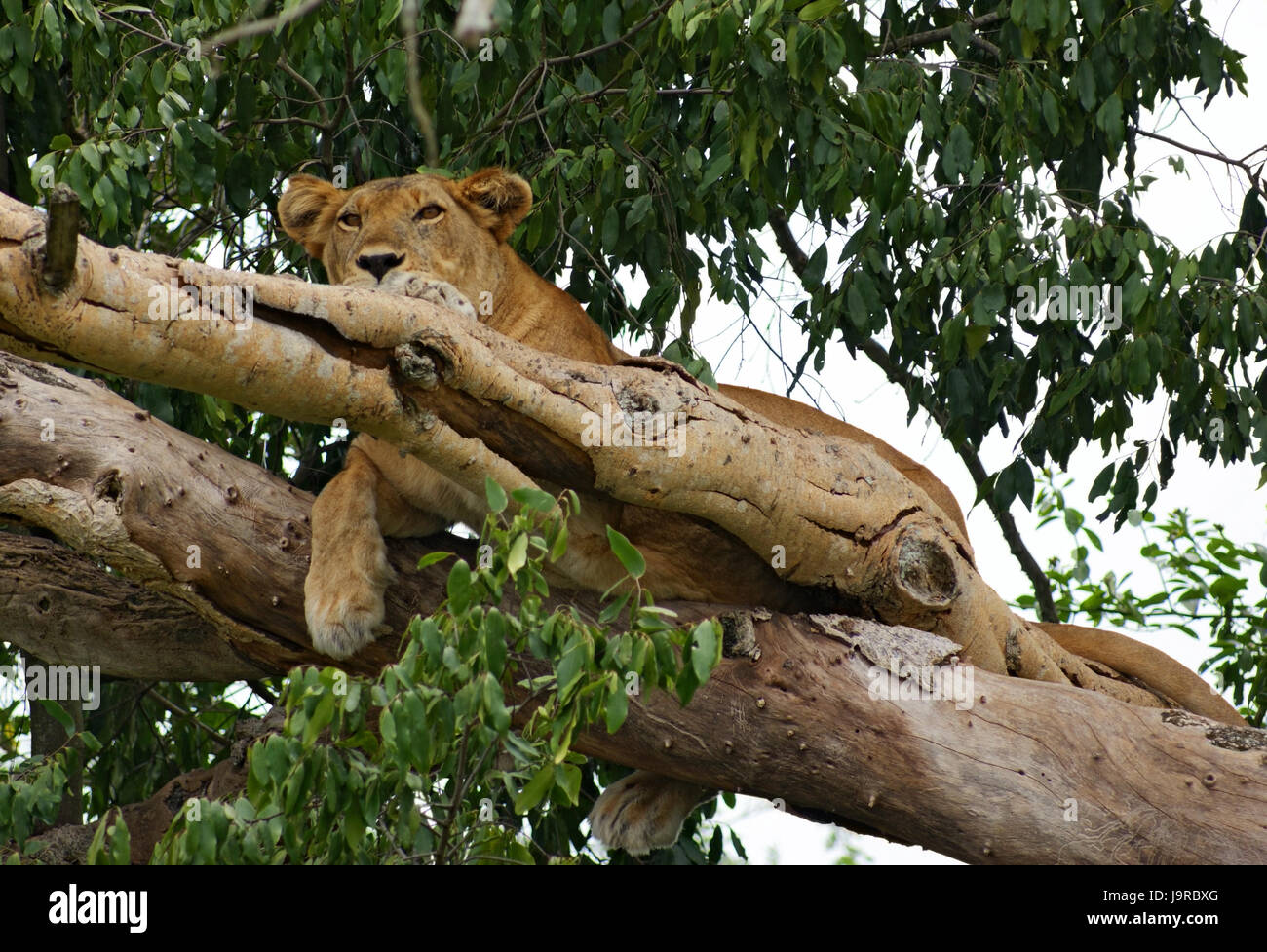lion resting in a tree Stock Photo