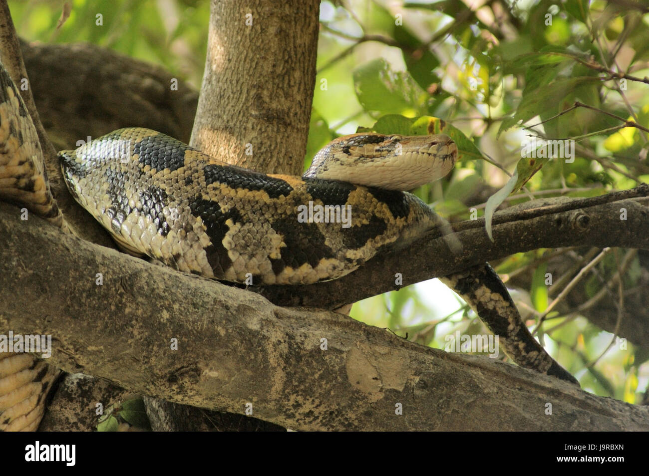 animal, reptile, snake, python, leaf, tree, animal, reptile, asia ...