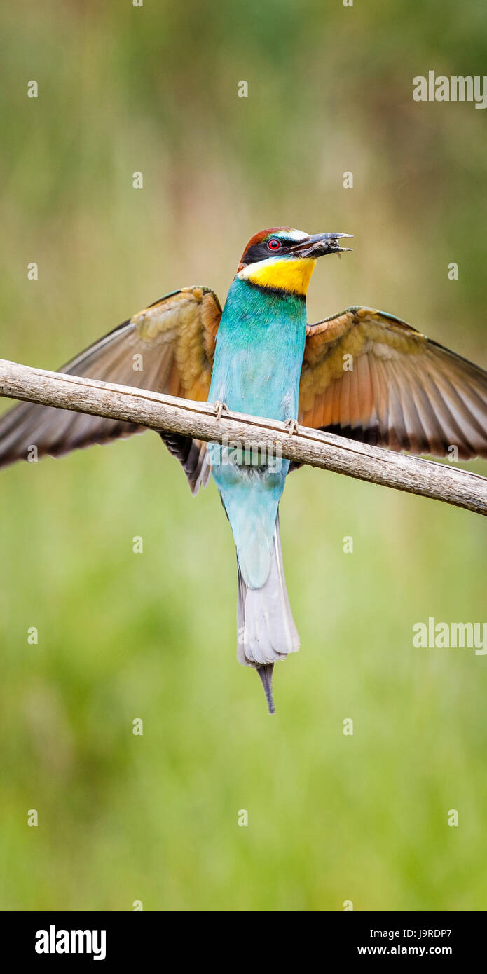 European bee-eater (Merops apiaster) landing on a branch with outstretched wings with a captured bee, Koros-Maros National Park, Bekes County, Hungary Stock Photo