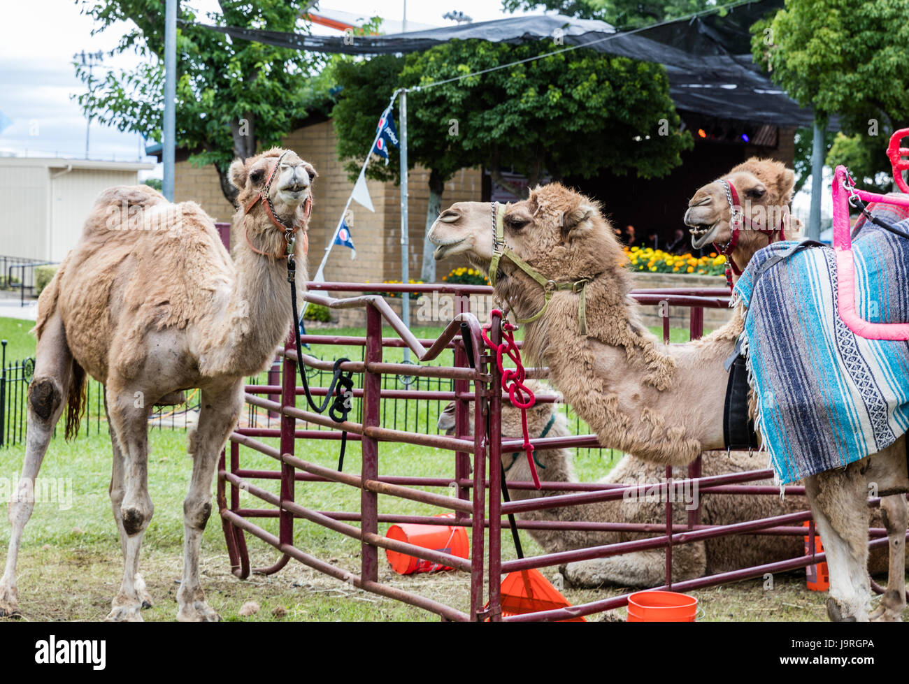 Camel rides hi-res stock photography and images - Alamy