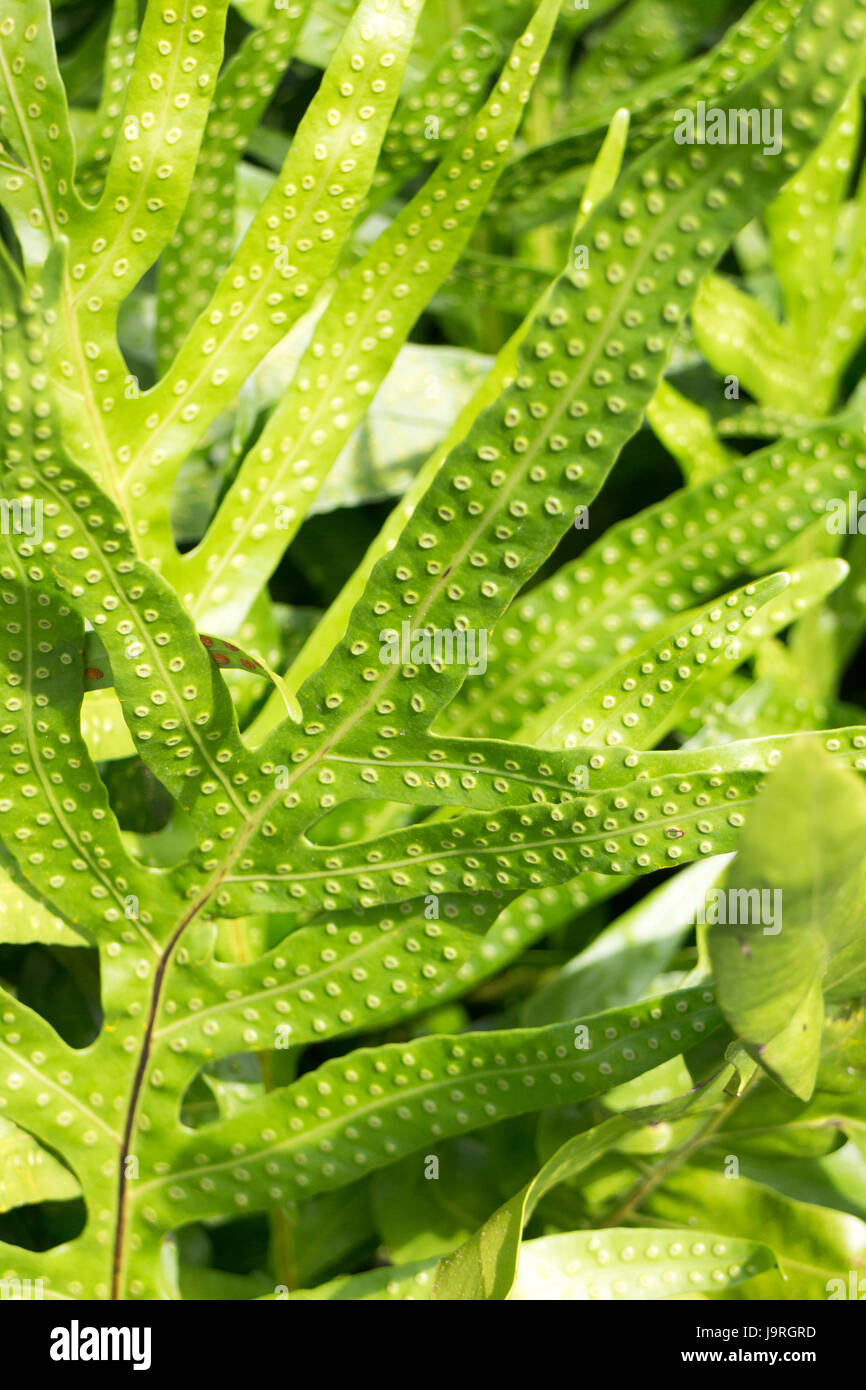 Leaf spores hi-res stock photography and images - Alamy