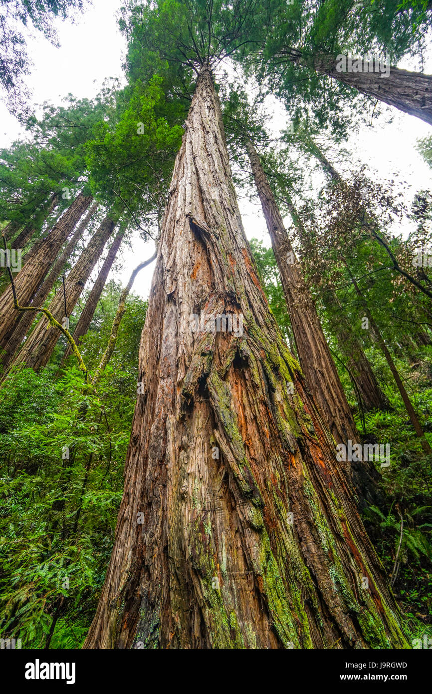 The beauty of the Redwood forest the tallest trees in the world Stock