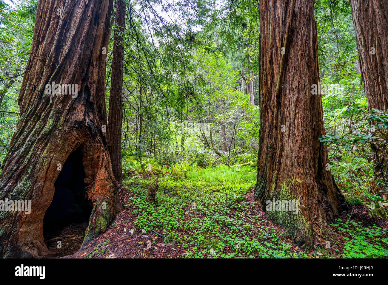 The giant trees of the Redwood Forest Stock Photo - Alamy