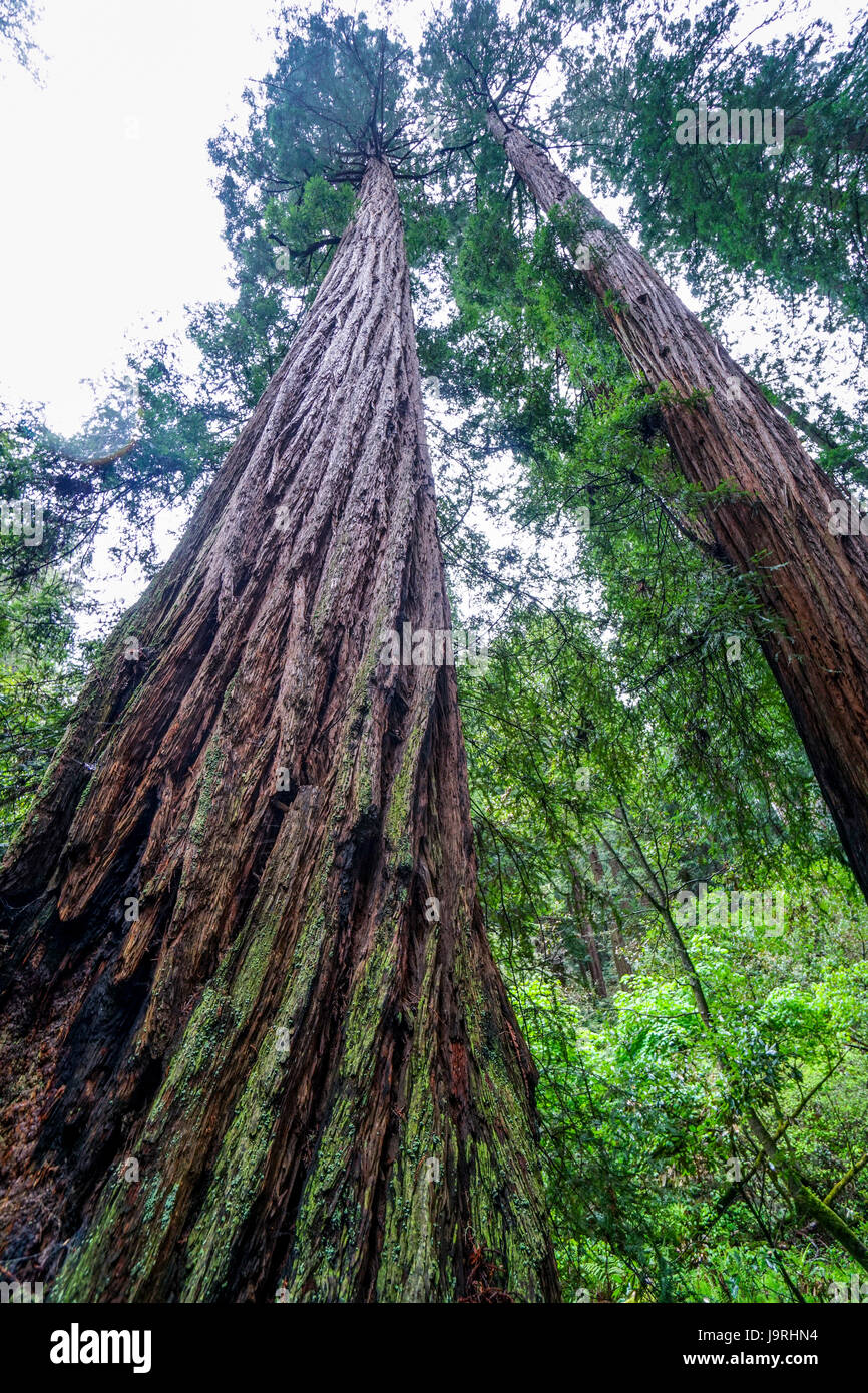 The beauty of the Redwood forest the tallest trees in the world Stock
