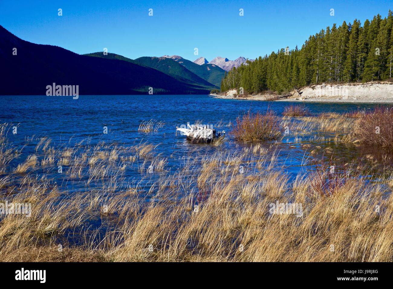 Marshy shore of mountain lake Stock Photo