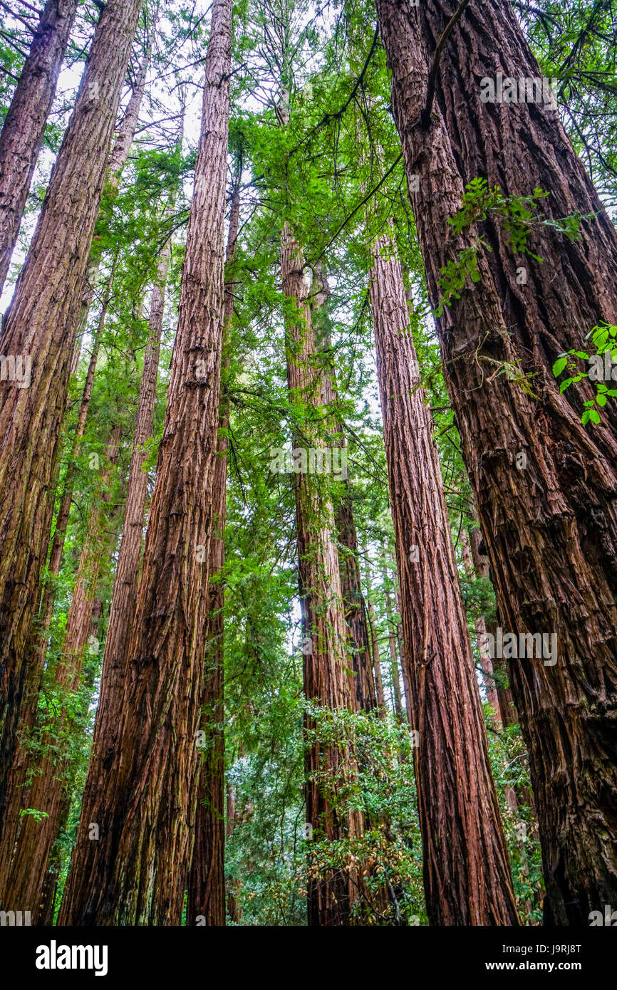 Beautiful nature - the Redwood Forest - red cedar trees Stock Photo