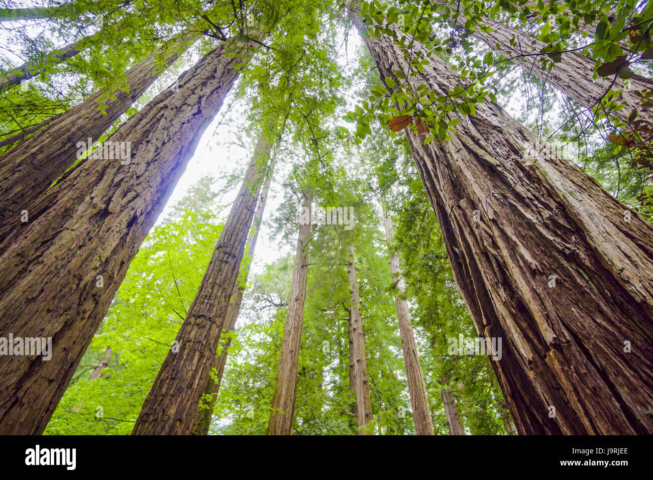 The beauty of the Redwood forest the tallest trees in the world Stock
