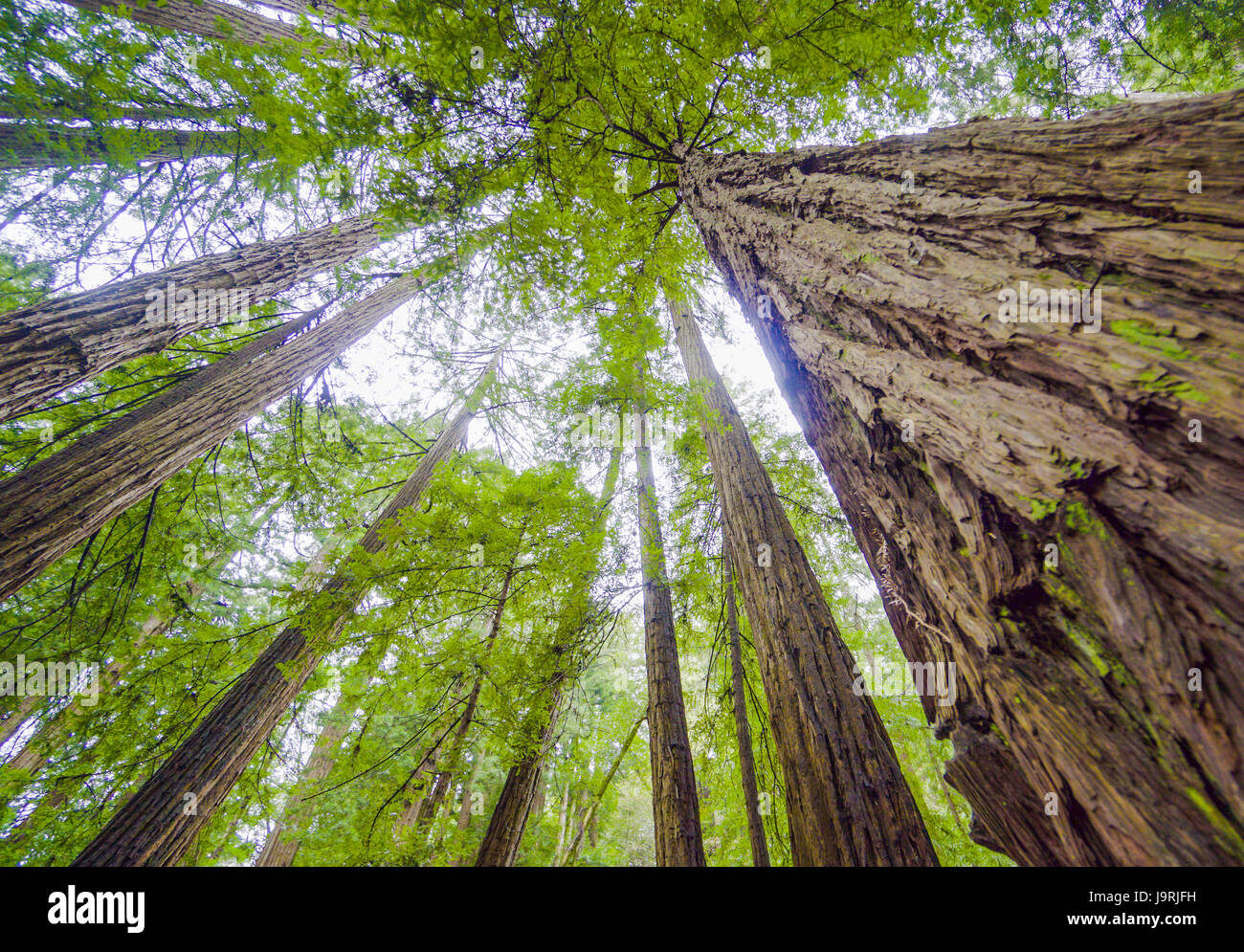The tallest trees Redwood forest in California Stock Photo Alamy