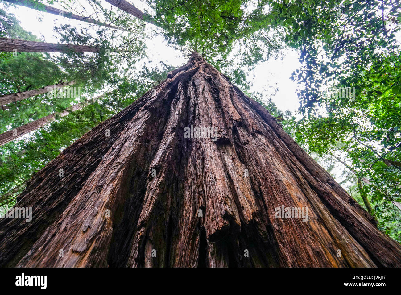 The beauty of the Redwood forest the tallest trees in the world Stock