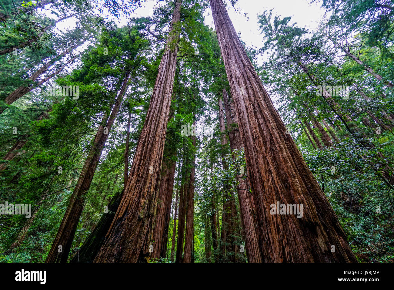 The tallest trees - Redwood forest in California Stock Photo