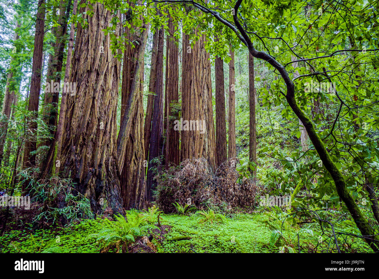 The giant trees of the Redwood Forest Stock Photo - Alamy