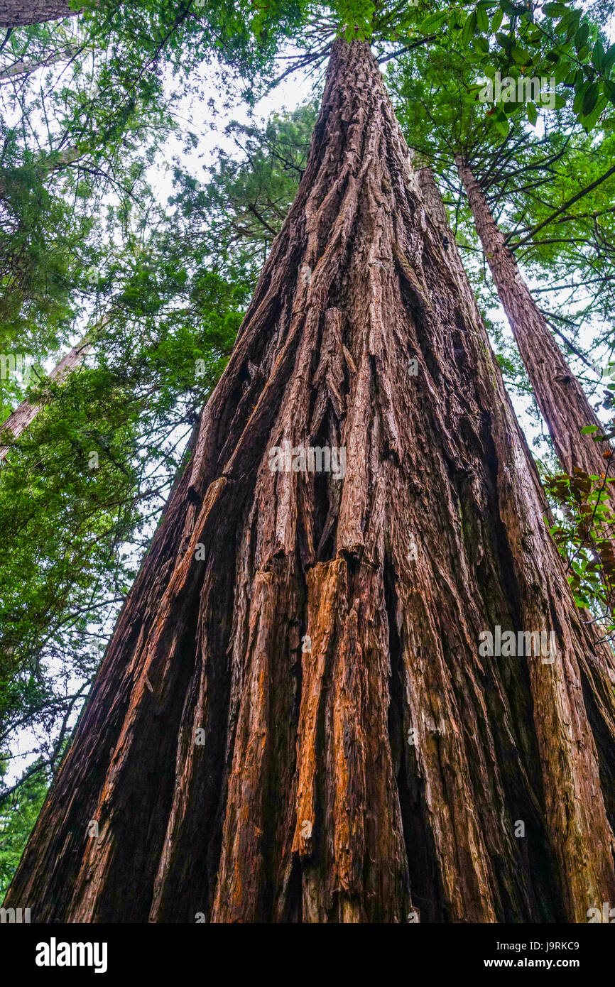 The giant trees of the Redwood Forest Stock Photo Alamy