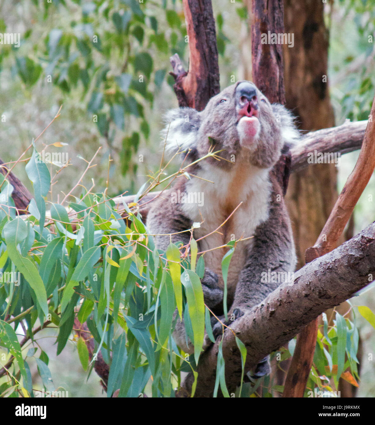 Chest glands hires stock photography and images Alamy