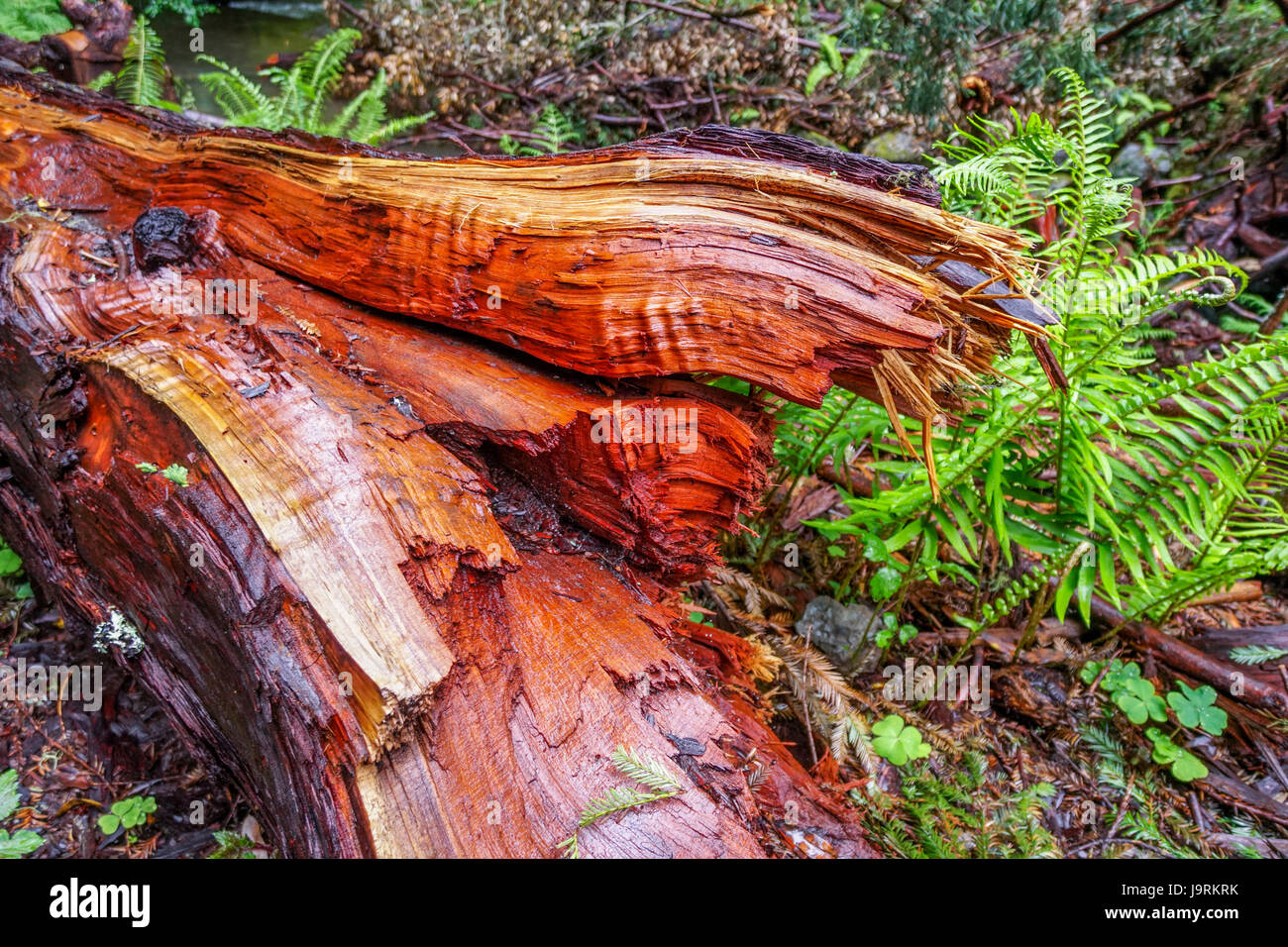 The beautiful red wood of the Western Red Cedar Tree Stock Photo Alamy