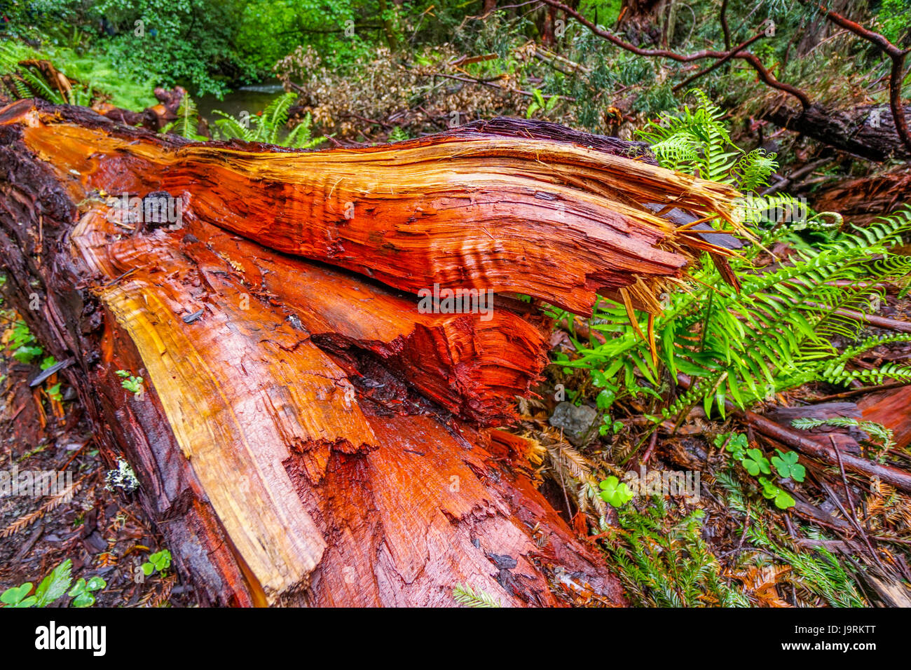 The Red Cedar Tree the Redwood Forest Stock Photo Alamy