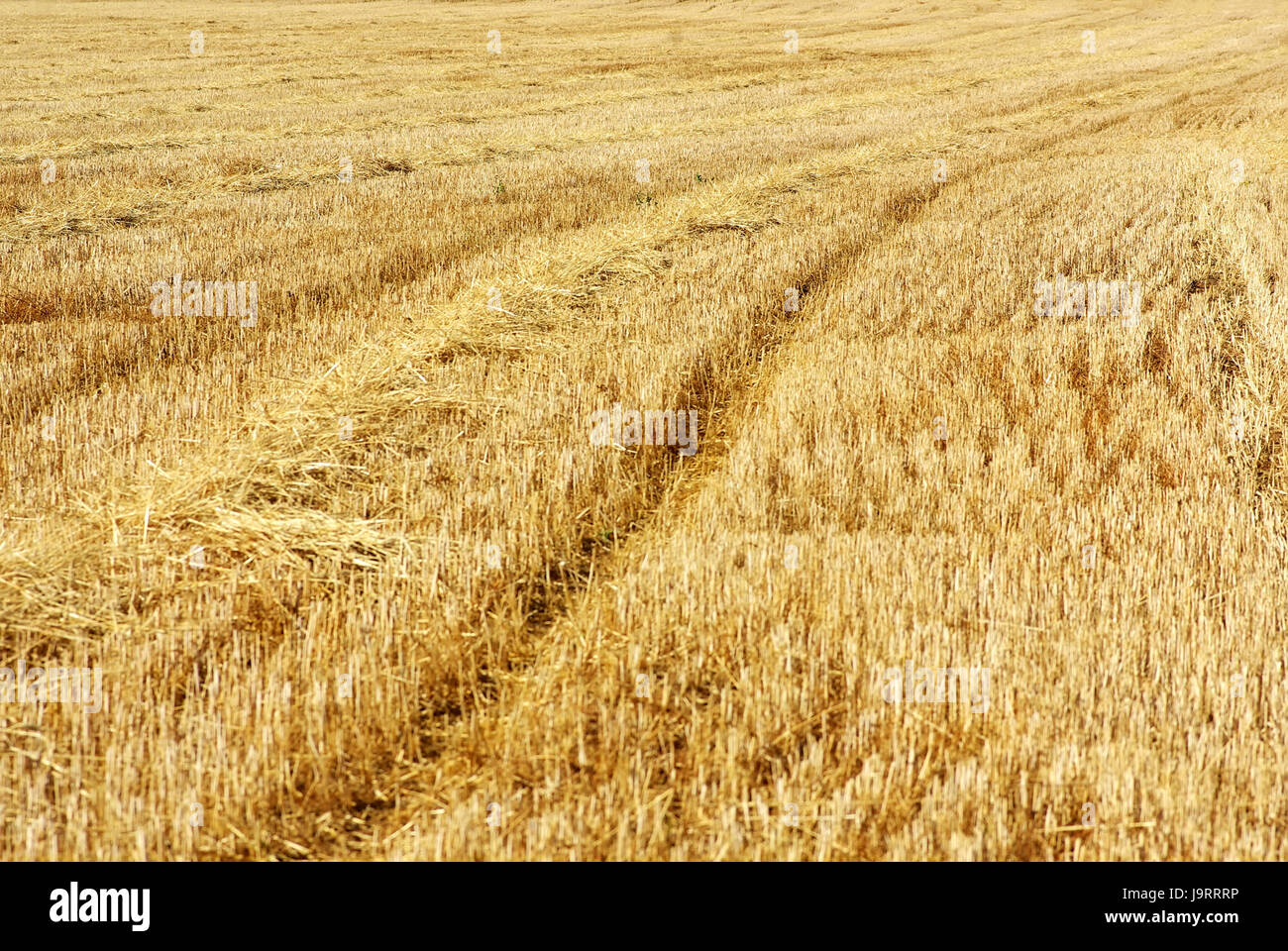 summer, summerly, wheat, stubble, backdrop, background, yellow, fall ...