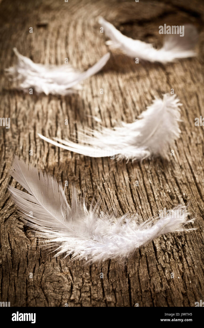 утиное перо. птичье перо. перышко. с перьями. красивое перо.