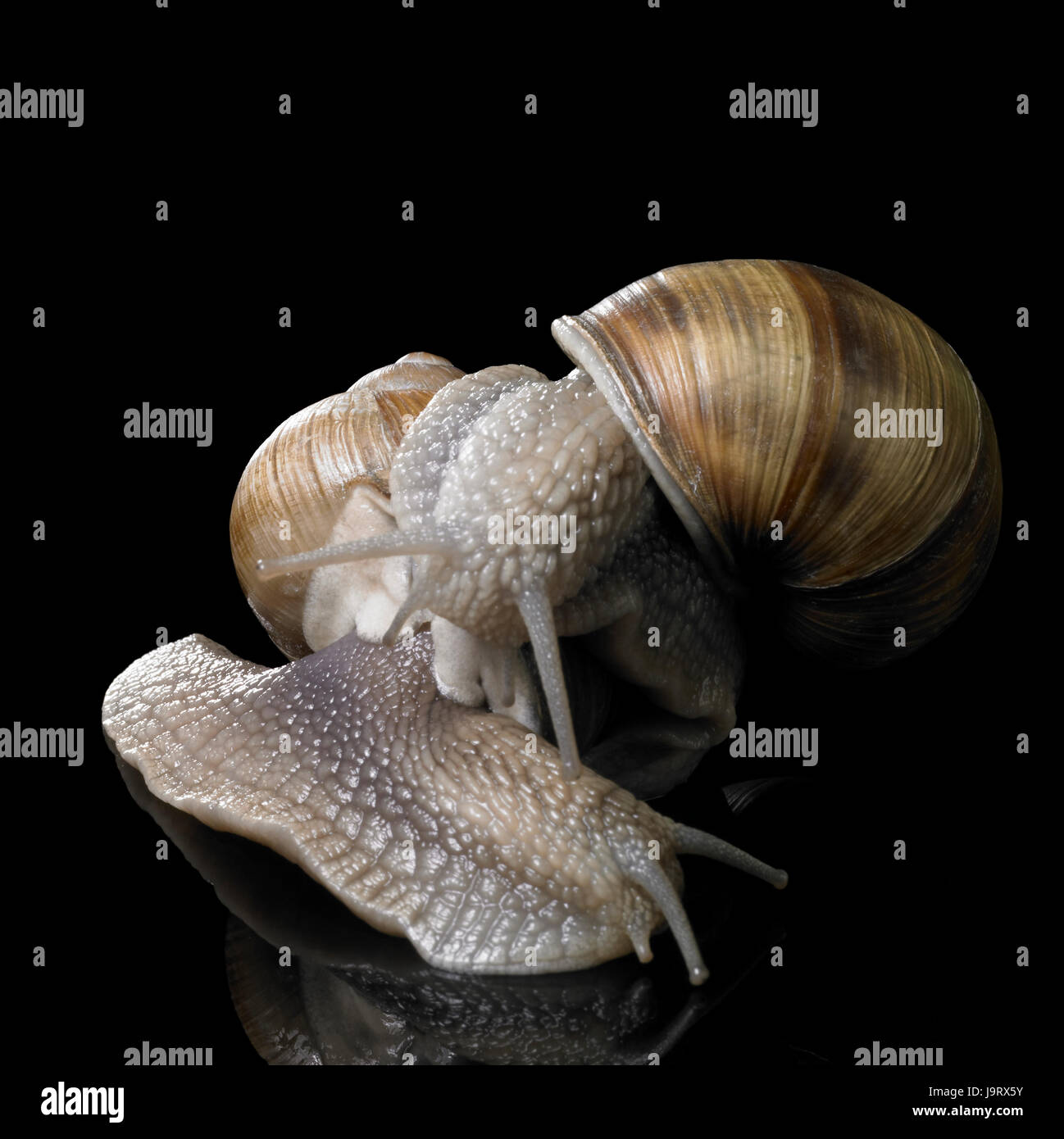 two grapevine snails on each other Stock Photo