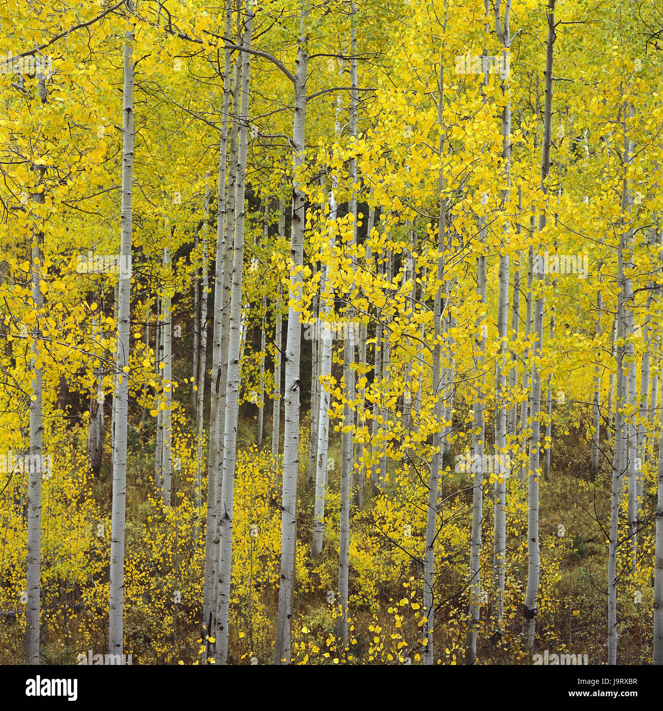 The USA,Utah,Uinta Mountains,Timpanogos region,wood,trees,autumn ...