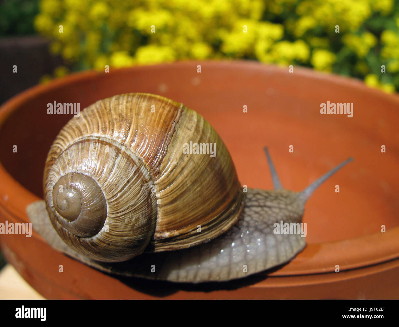 Edible snail,margin,flowerpot,garden,animal,mollusc,Bauchfüßer,Gastropoda,Schnirkelschnecke,Helicidae,escargot,escargots,creep,tone pot, Stock Photo