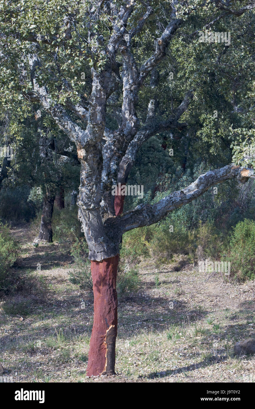 Spain,Andalusia,cork oak,Quercus suber,trees,nature Stock Photo Alamy