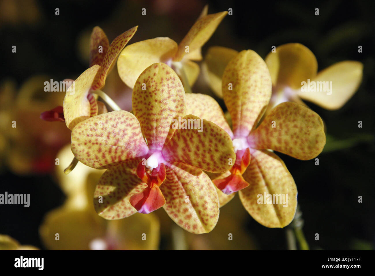 Orchids,Phalaenopsis,flowers,orchid blossoms,blossom,plant,ornamental plant,flower,ornamental flower,exotic,tropical,patterned,orchid genus,orchid blossom,yellow,speckled,orchid exhibit,land horticultural show,exhibit, Stock Photo