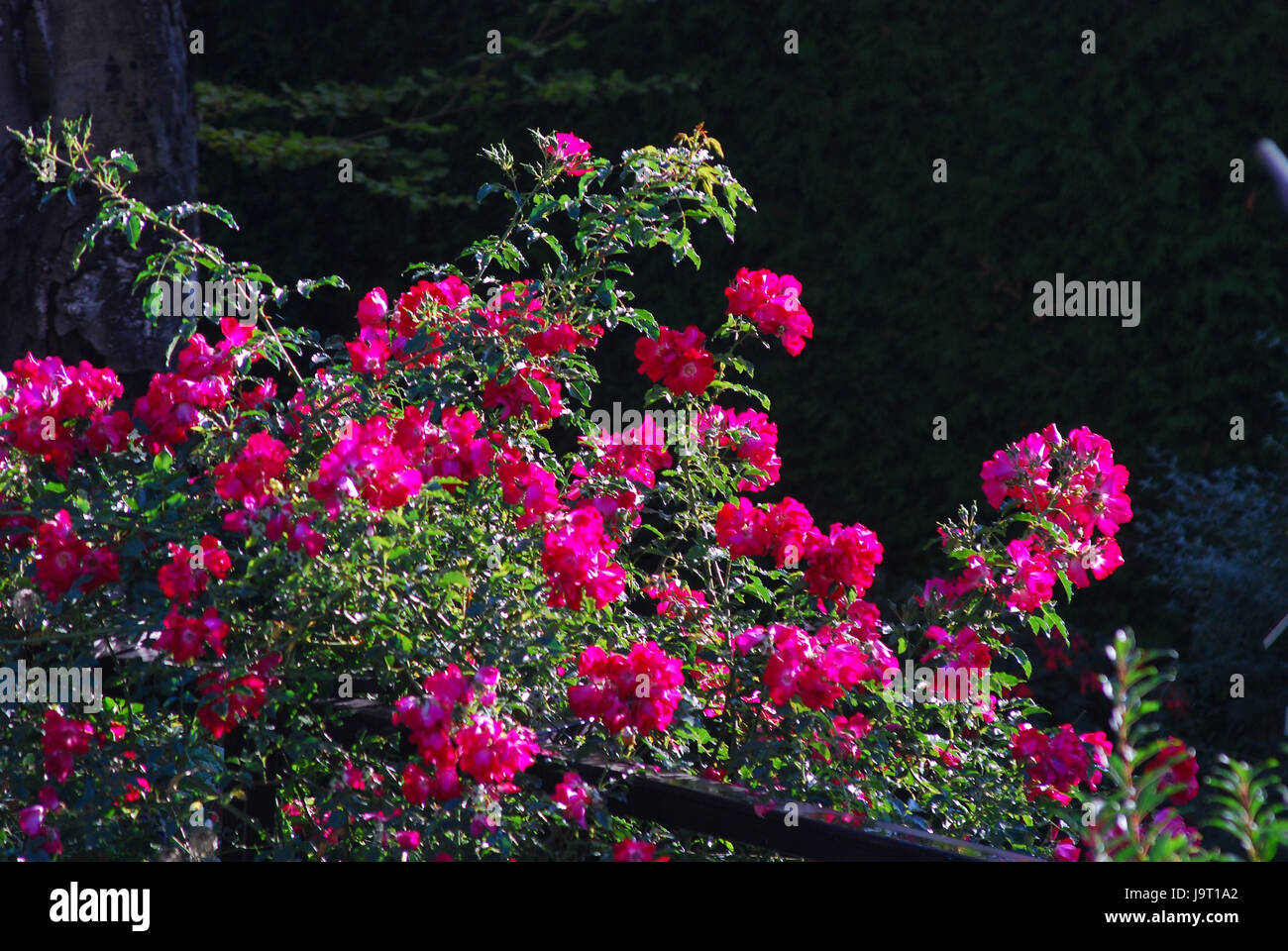 Red climbing roses hi-res stock photography and images - Alamy
