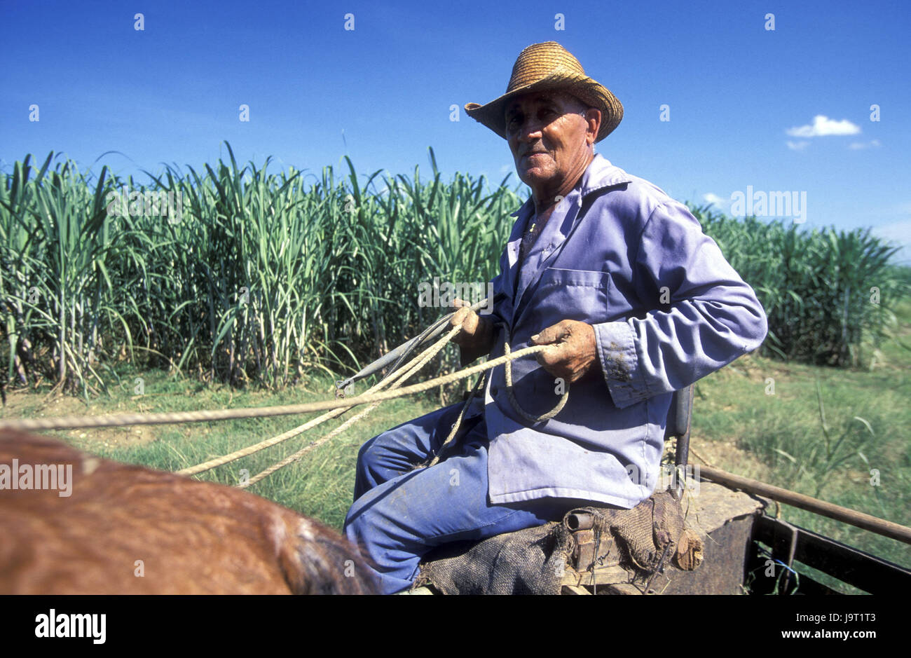 Cuba,Cueto,sugarcane plantation,farmer,cart,detail,no model release,Central America,plantation,annex,sugarcane,Cuban,local,boss,straw hat,horse and cart,horse's motorcycle combination,work,agriculture,outside, Stock Photo