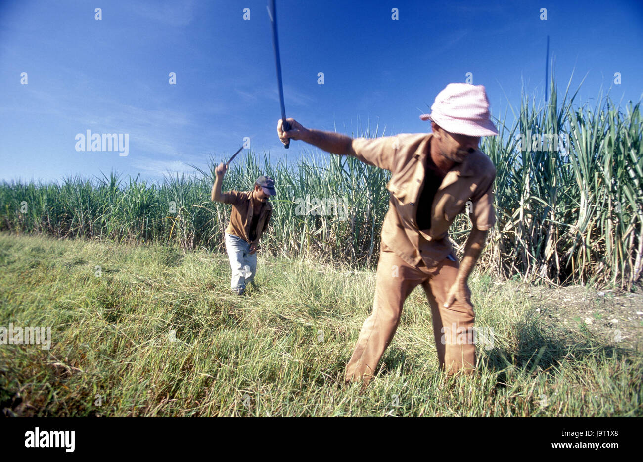 Cuba,Cueto,sugarcane plantation,men,work,no model release,Central America,plantation,annex,sugarcane,Cuban,locals,farmers,work,work in the fields,agriculture,outside, Stock Photo