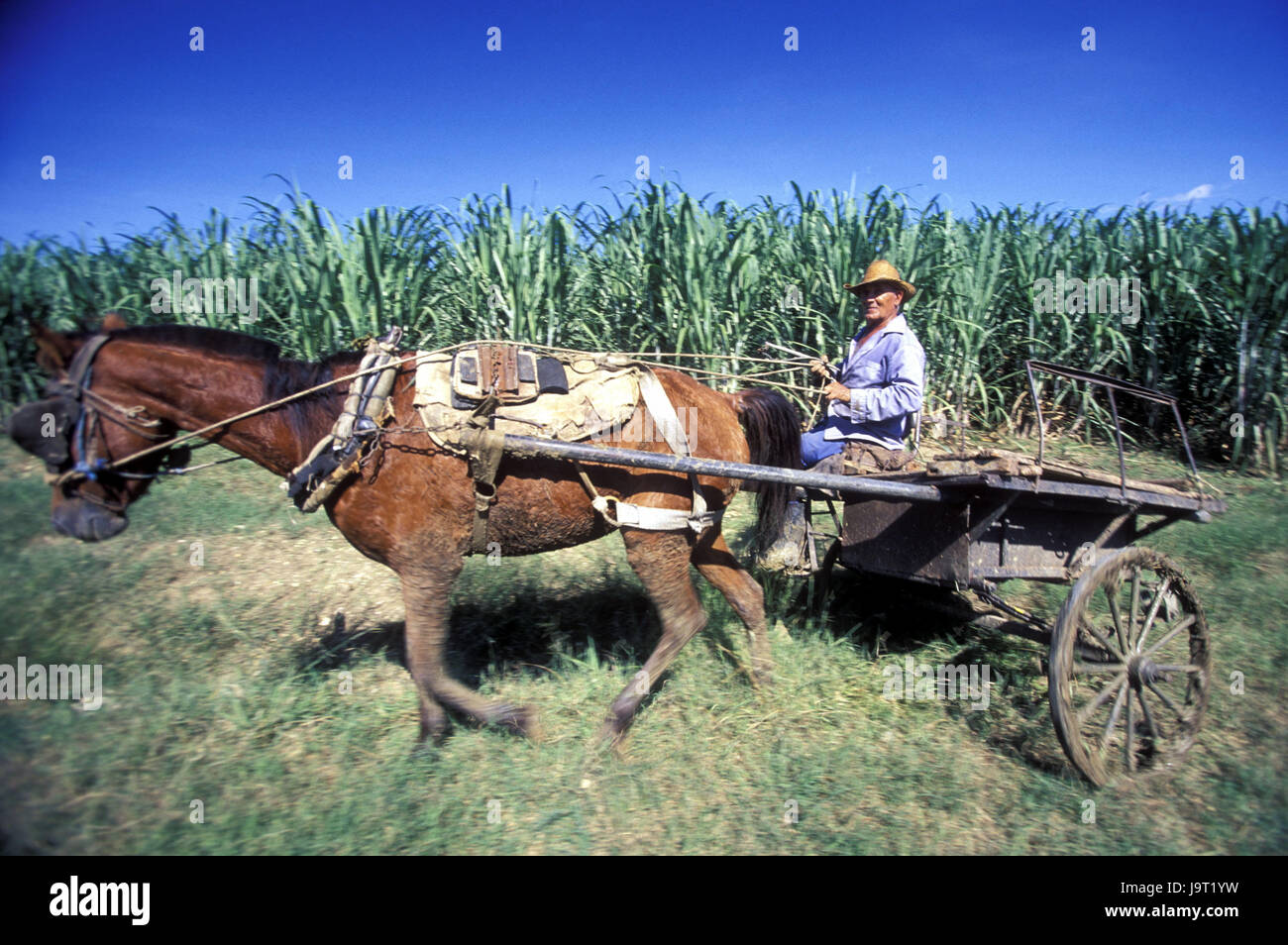 Cuba,Cueto,sugarcane plantation,farmer,horse and cart,no model release,Central America,plantation,annex,sugarcane,Cuban,local,boss,straw hat,cart,horse's motorcycle combination,work,agriculture,outside, Stock Photo