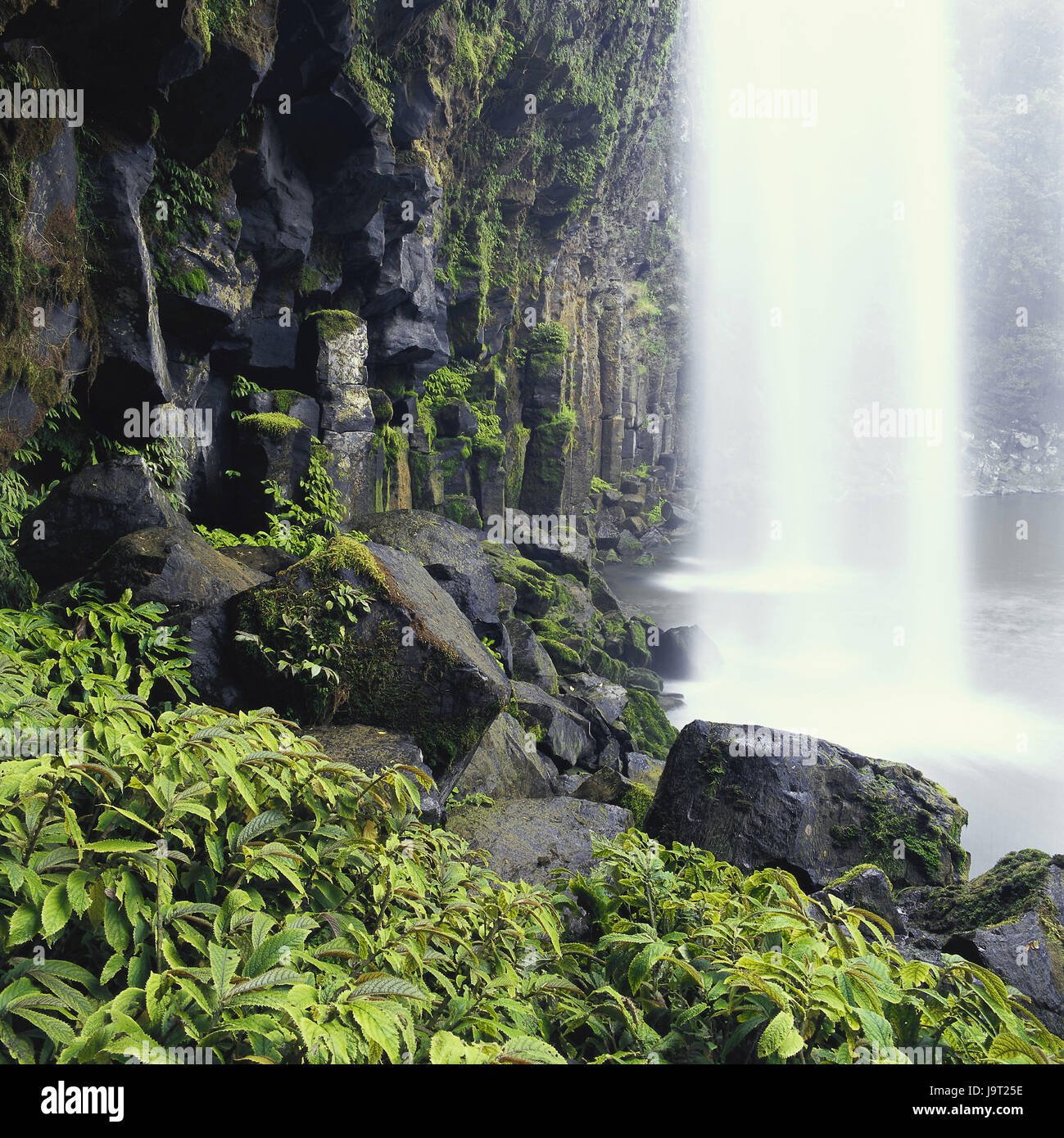 Waterfall,rock,detail,New Zealand,north island,Whangarei of case ...