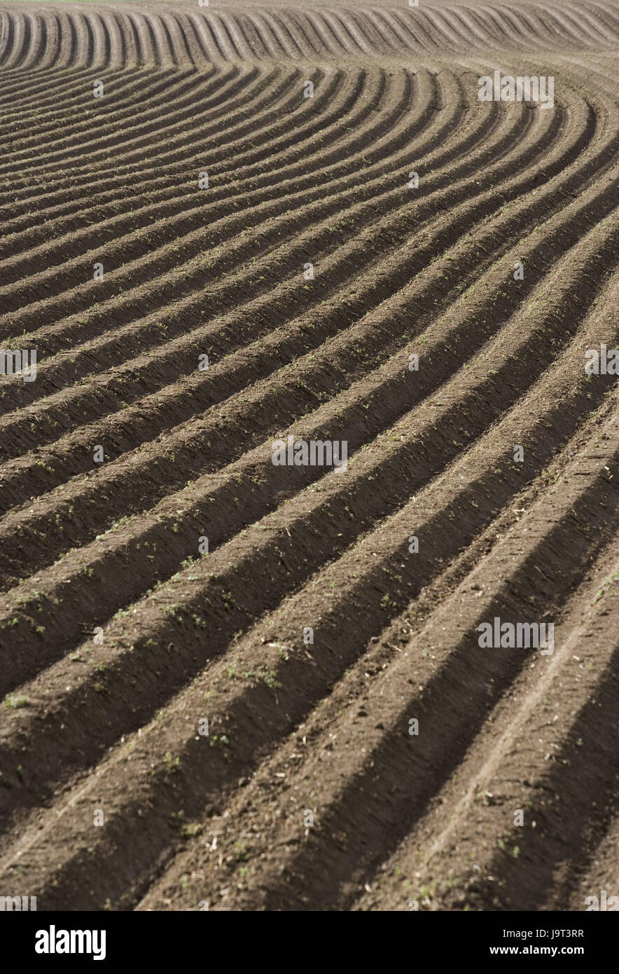 Field,economy,agriculture,field economy,agriculture,annex,cultivation,ground,grooves,field grooves,samples,series,sowing series,lines,brown,hilly,curved,growth,nobody,background, Stock Photo