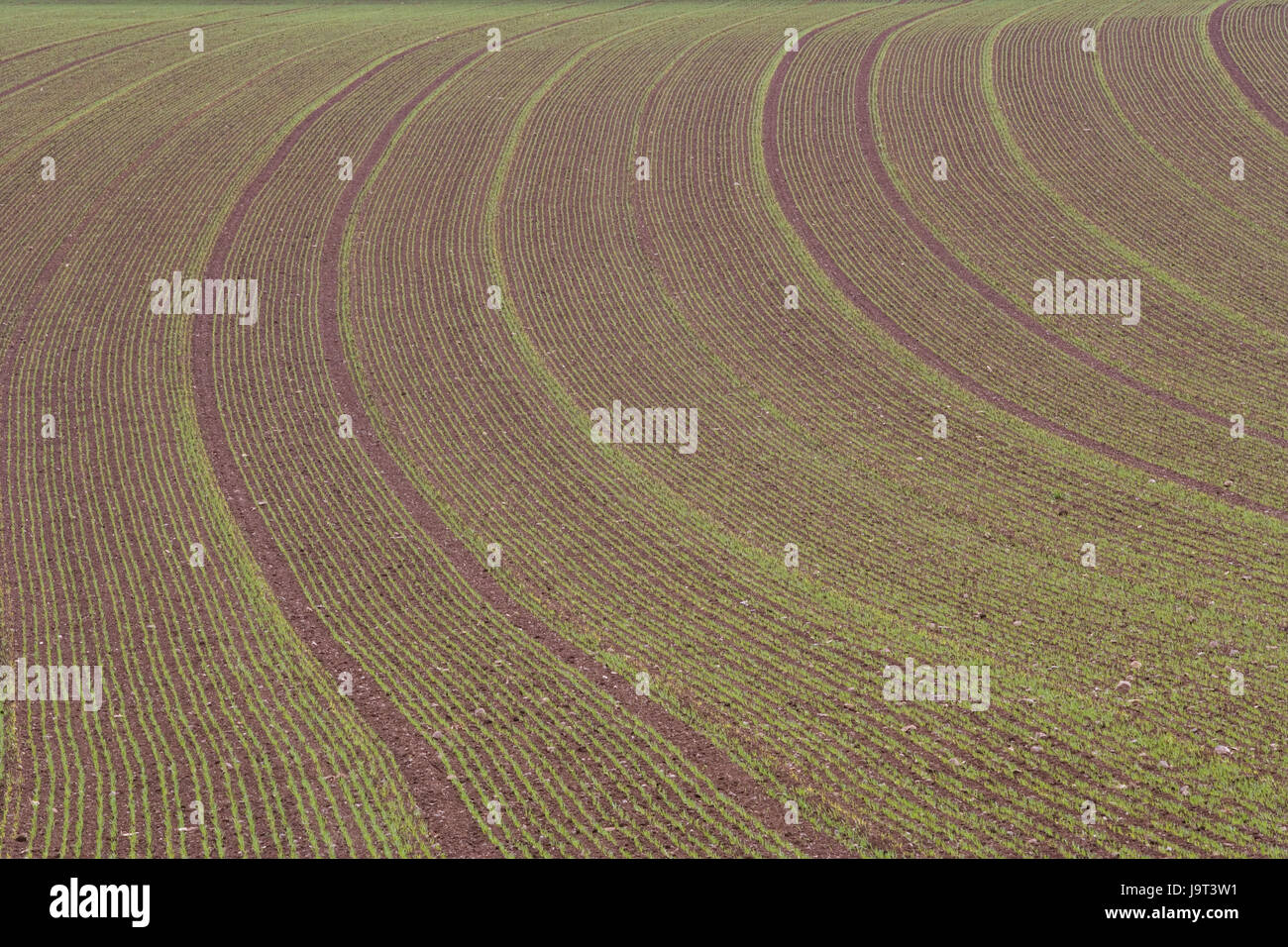 Field,seedlings,economy,agriculture,field economy,agriculture,annex,cultivation,plants,little plants,instincts,small,young,useful plants,samples,series,sowing series,lines,green,brown,curved,bend,growth,nobody,background, Stock Photo
